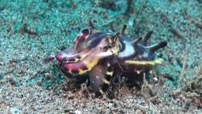 0610_flamboyant cuttlefish
