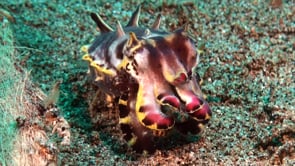 0792_flamboyant cuttlefish feeding close up
