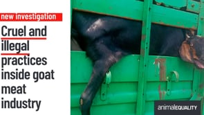 Cruel and illegal practices inside India’s goat meat industry