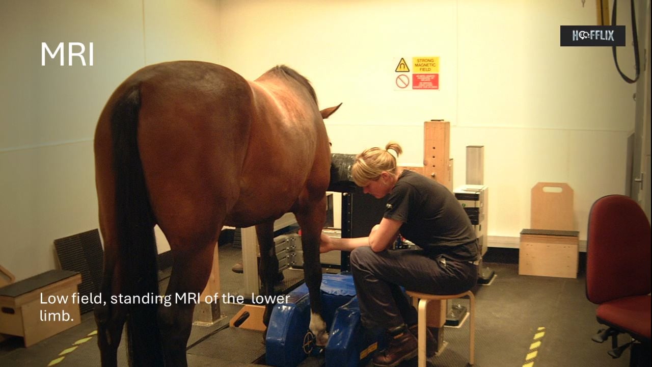 Pathologies & Ailments