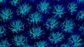 0496_Fluorescent blue coral close up