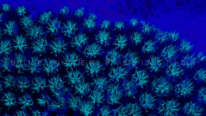 0497_Fluorescent blue coral