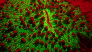 0499_Fluorescent red mushroom coral