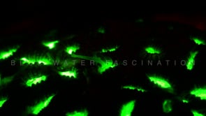 0500_Fluorescent coral