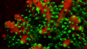 0501_fluorescent red and green coral at night