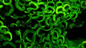 1082_Fluorescent green coral close up at night