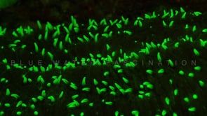 1275_fluorescent coral close up at night