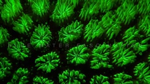 1276_Fluorescent coral close up