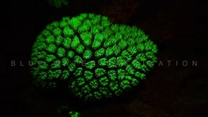 1277_Fluorescent  coral at night