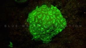 1279_Fluorescent brain coral at night