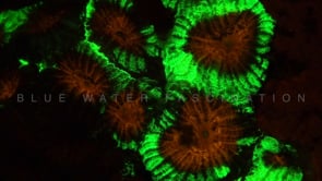1280_Fluorescent green and red coral at night