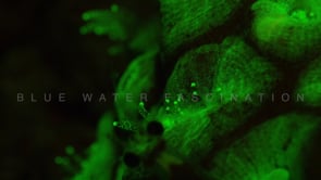 1281_Fluorescent coral polyps and shrimp at night