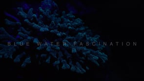 1715_fluorescent blue hard coral