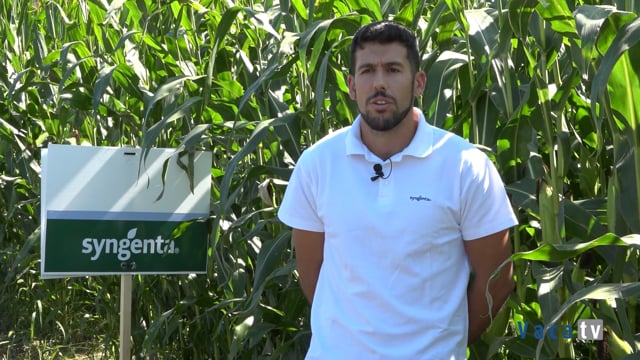 Resultados de los ensayos en Mazaricos