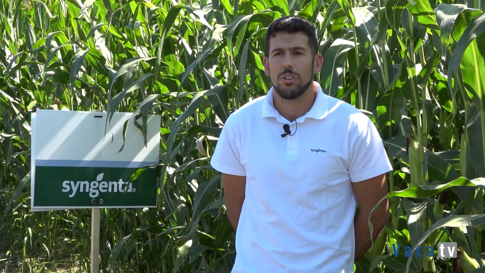 Syngenta: producir más y mejor, apoyando al agricultor