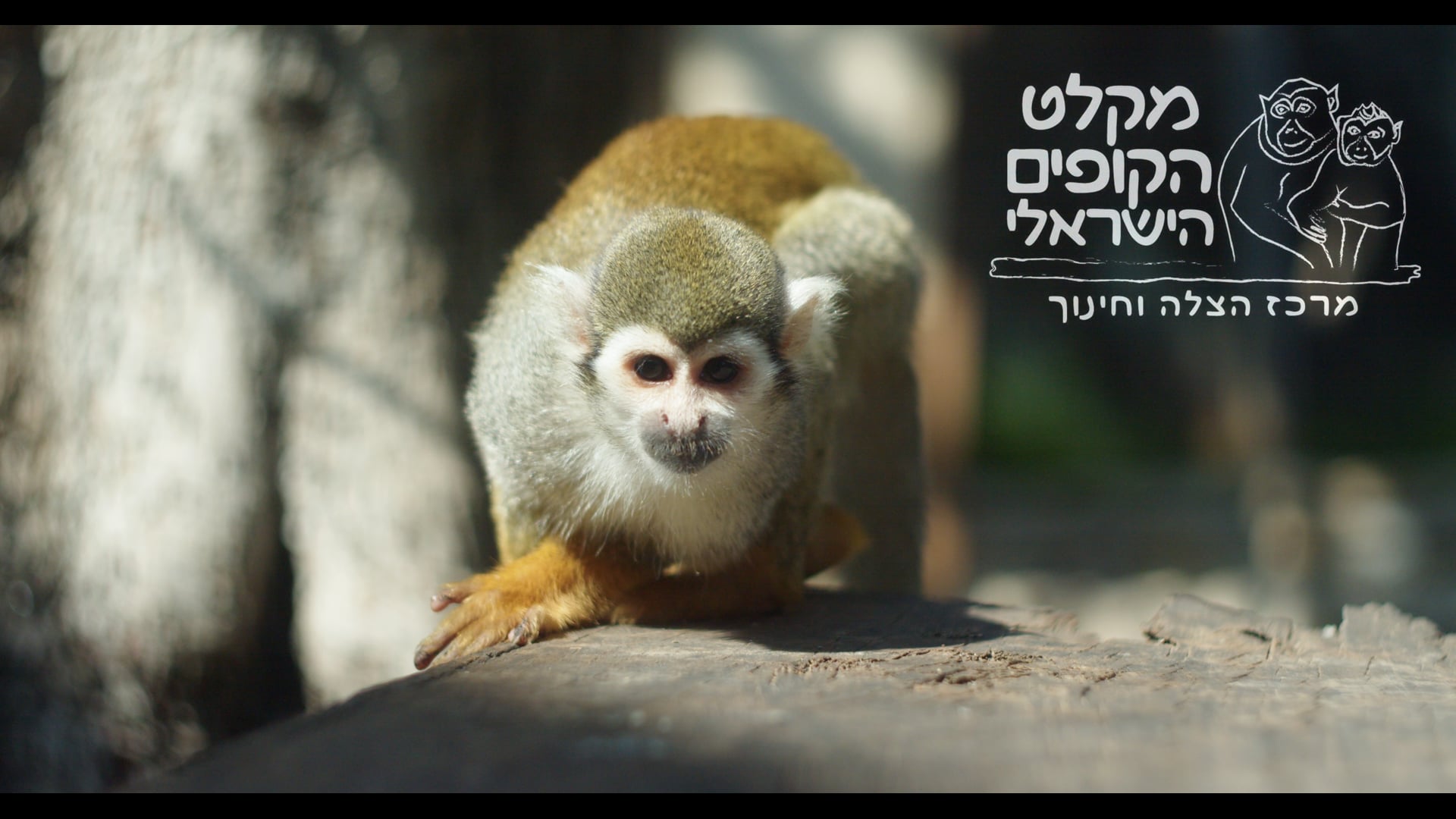 מקלט הקופים הישראלי