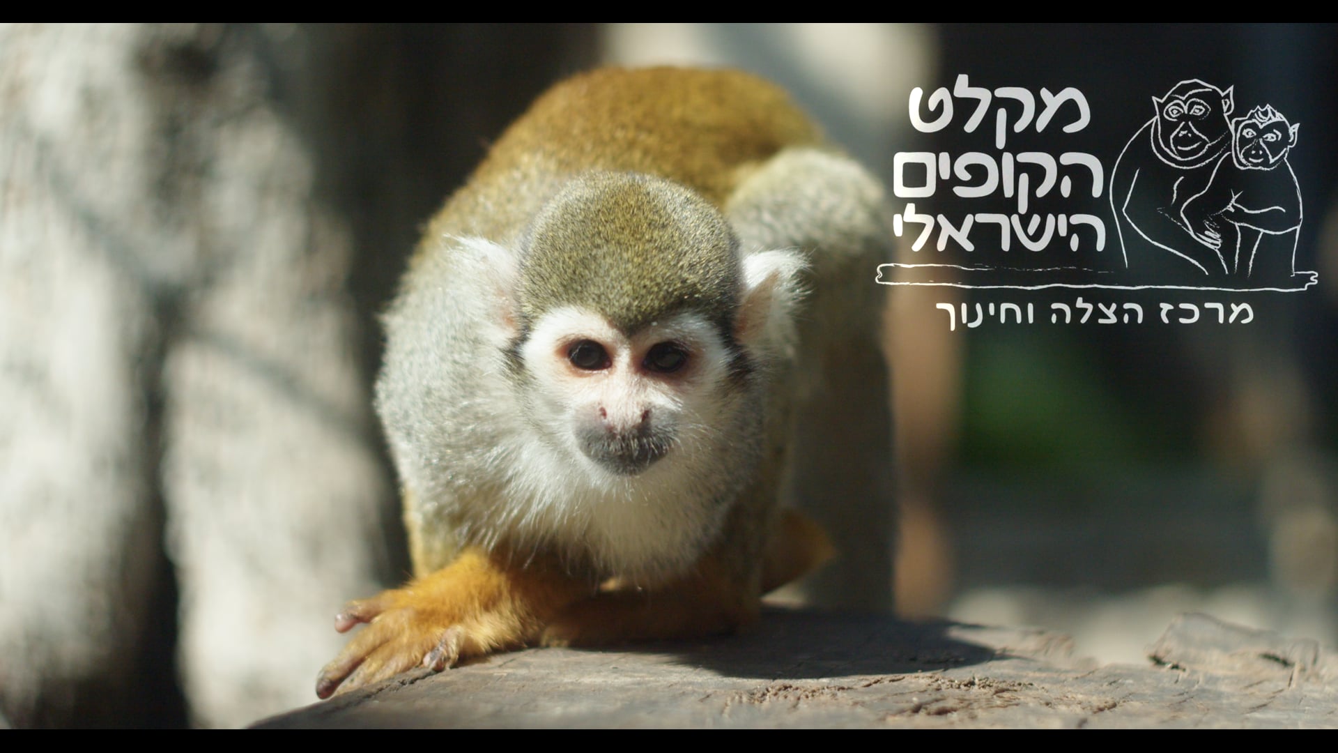 מקלט הקופים הישראלי
