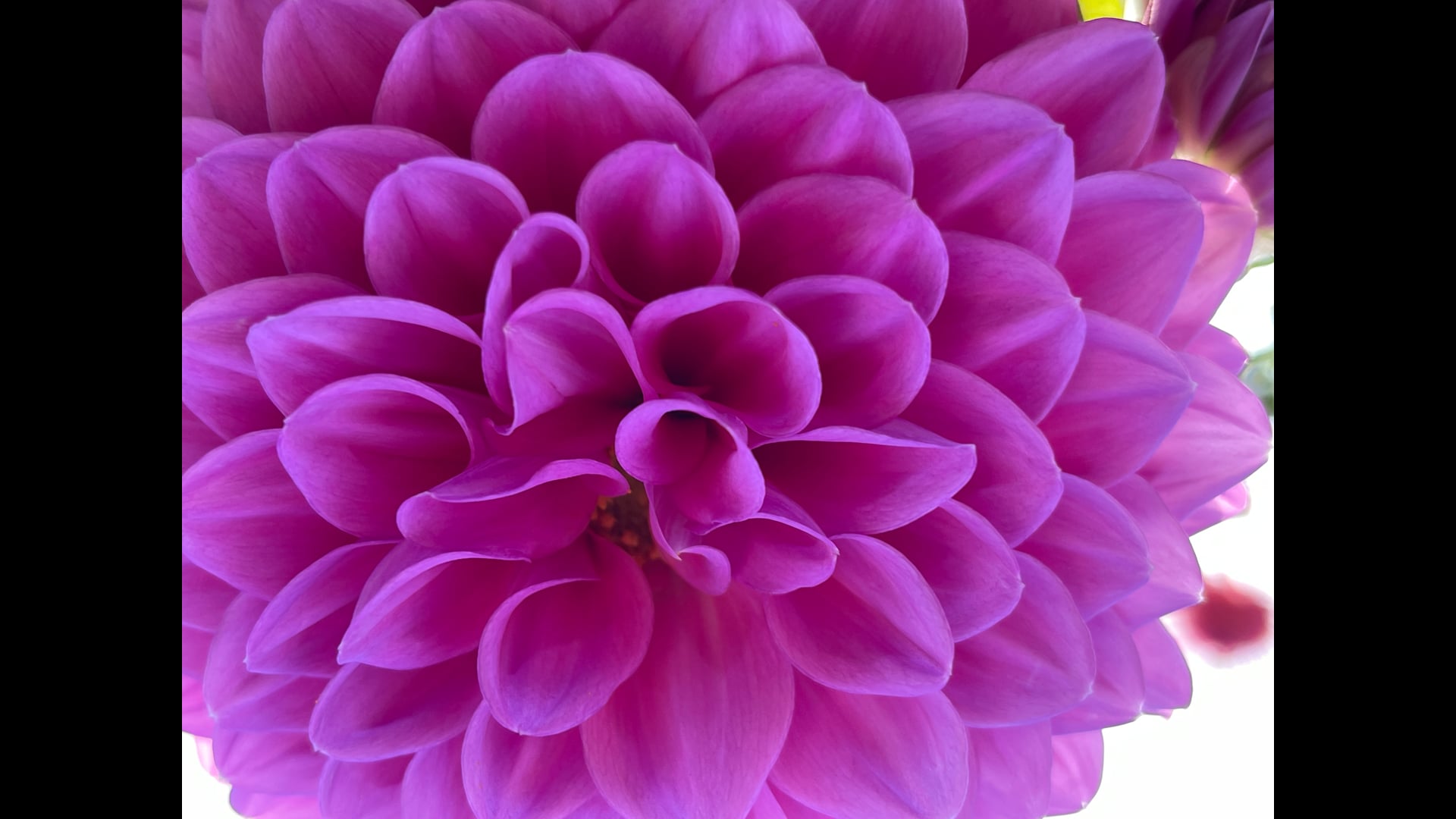 2025 March 17 : Equanimity as a Relationship of Wisdom