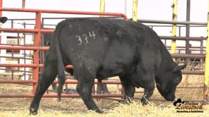Feiring Angus Bull
