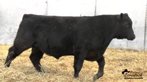 Feiring Angus Bull