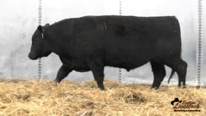 Feiring Angus Bull