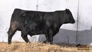 Feiring Angus Bull