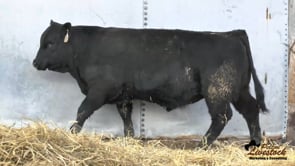 Feiring Angus Bull