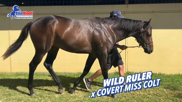 Lot 308 Wild Ruler x Covert Miss Colt PROMO