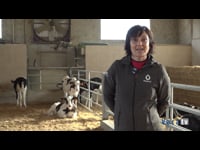 MSD en Mas Carous con Lely