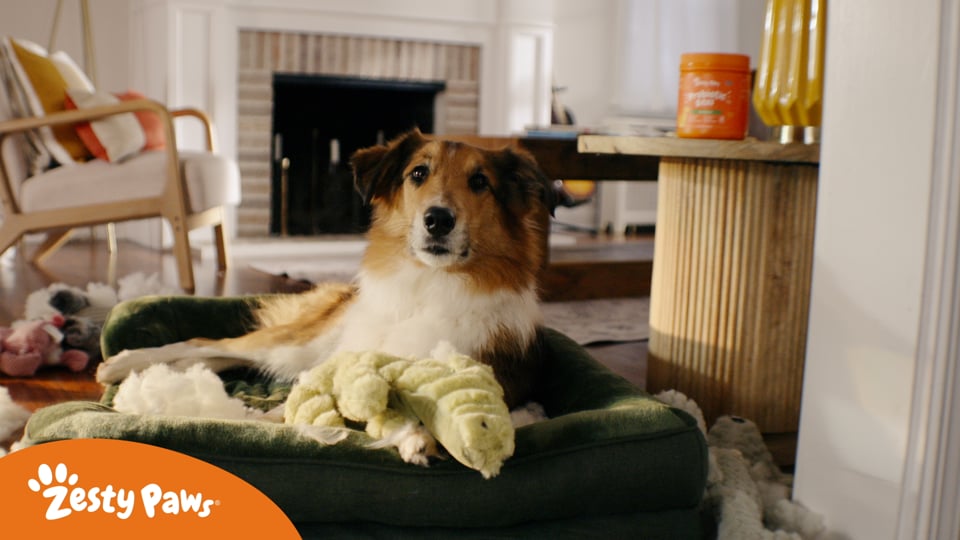 Zesty Paws | Flipped Tails - Dog :30