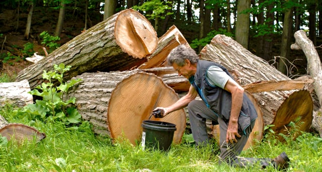 Steward of the forests