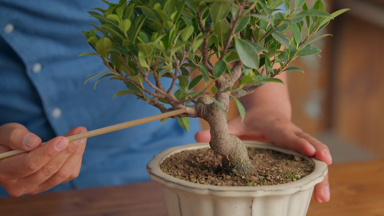Mastering the Art of Bonsai: Growing and Shaping Techniques