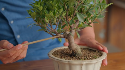 Beherrschen der Kunst von Bonsai: Wachstums- und Formtechniken