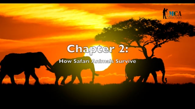 African Safari - Chapter 2 - Survival Strategies: Animal Adaptations in the Safari