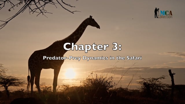 African Safari - Chapter 3 - Understanding Predator-Prey Dynamics in the Safari Ecosystem