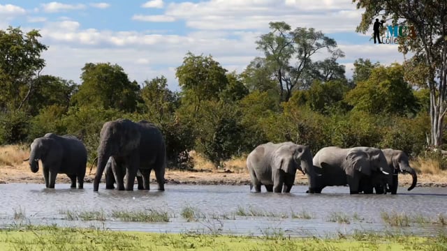 African Safari - Chapter 1 - Exploring the Safari Ecosystem: A Tapestry of Life