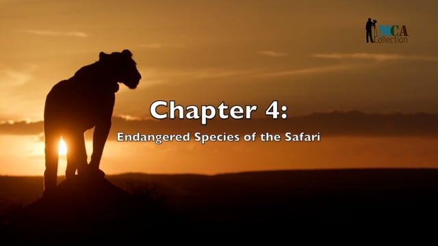 African Safari - Chapter 4- Conservation Strategies for Endangered Species in Safari Ecosystems