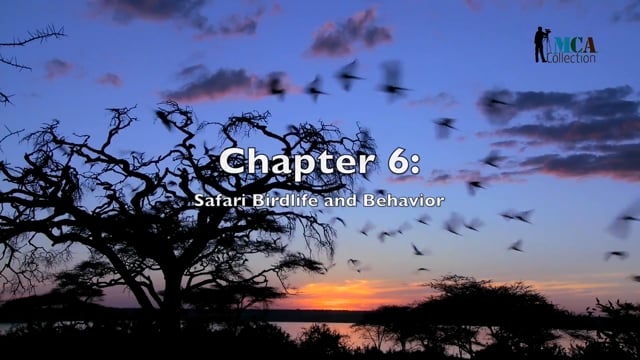African Safari - Chapter 6 - Exploring Safari Bird Species and Their Habitats