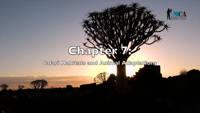 African Safari - Chapter 7 - Exploring Africa's Diverse Safari Habitats