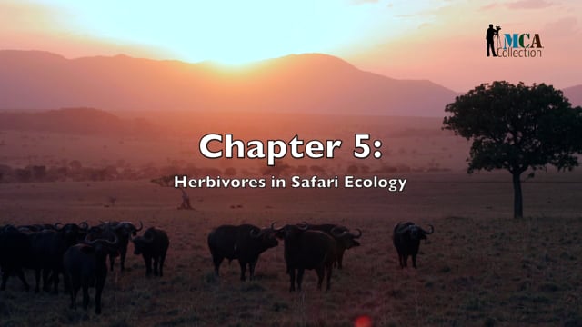 African Safari - Chapter 5 - The Essential Role of Herbivores in Ecosystems