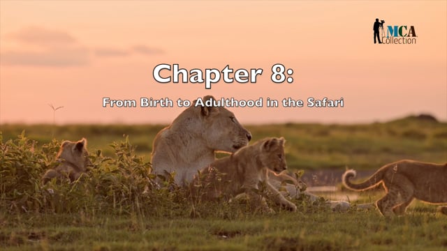 African Safari - Chapter 8 - Understanding Growth and Development in Safari Animals