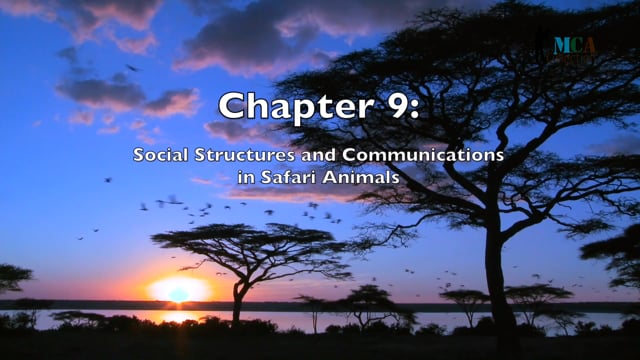 African Safari - Chapter 9 - Understanding Animal Social Structures for Survival