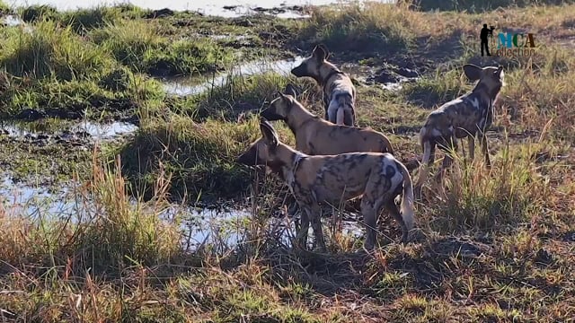 African Safari - Chapter 10 - The Art of Camouflage in African Wildlife