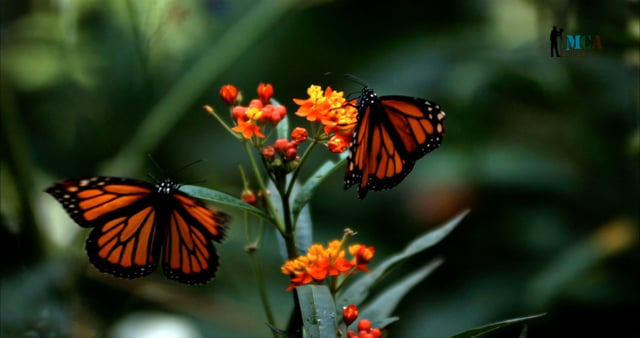 Mexico - Exploring the Monarch Butterfly Biosphere Reserve