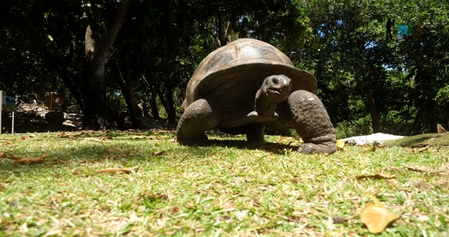 Seychelles Islands, Turtle Conservation in the Seychelles