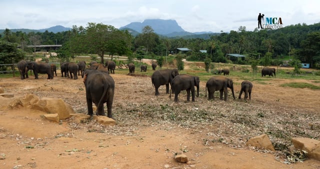 Discover the Pinnawala Elephant Orphanage in Sri Lanka
