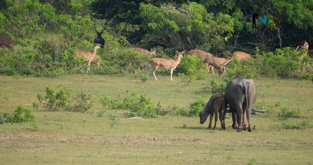 Sri Lanka - Explore the Wonders of Yala National Park