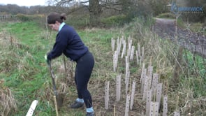 Love planting trees?