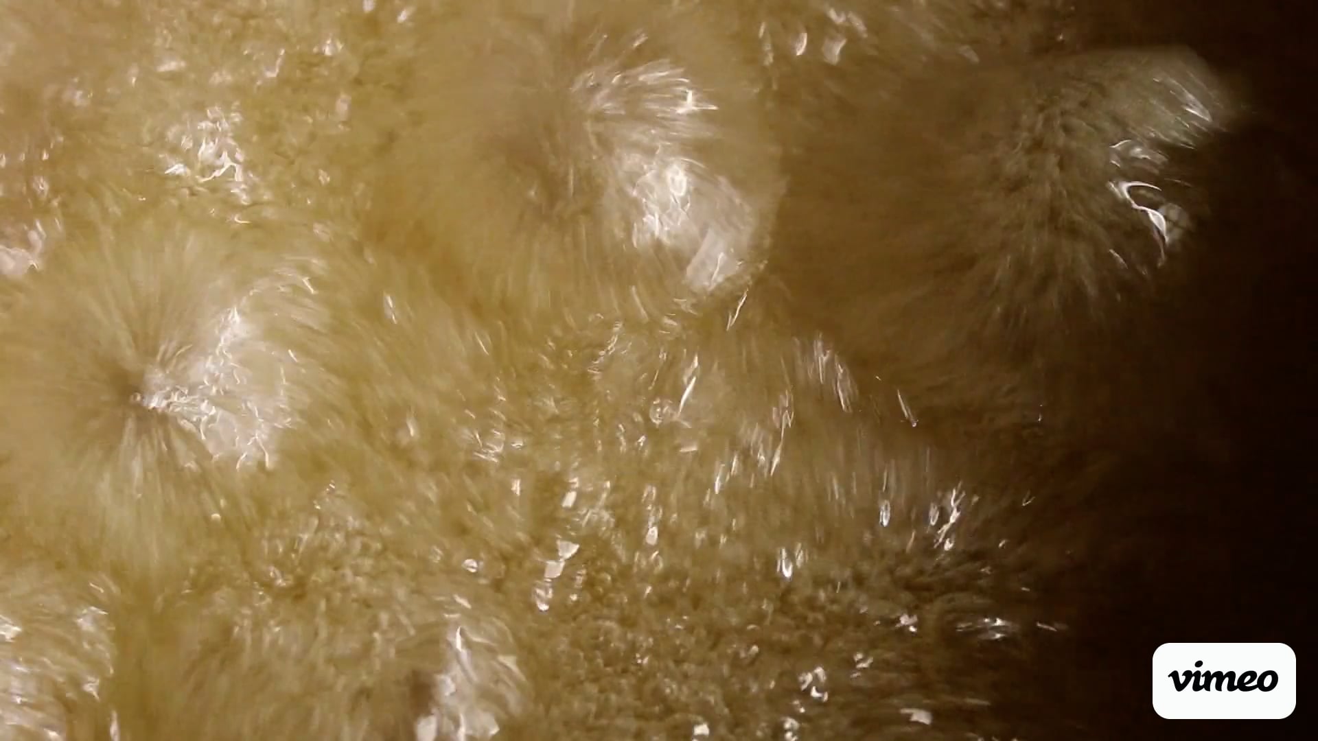 https://i.vimeocdn.com/video/2000787291-a0a2e08dd49ee20f5d8bc95308132f6411b6d46dcd76ce5bd29d2ece149ca418-d