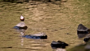 Dipper Guarding His Nest Lowther 4K_2